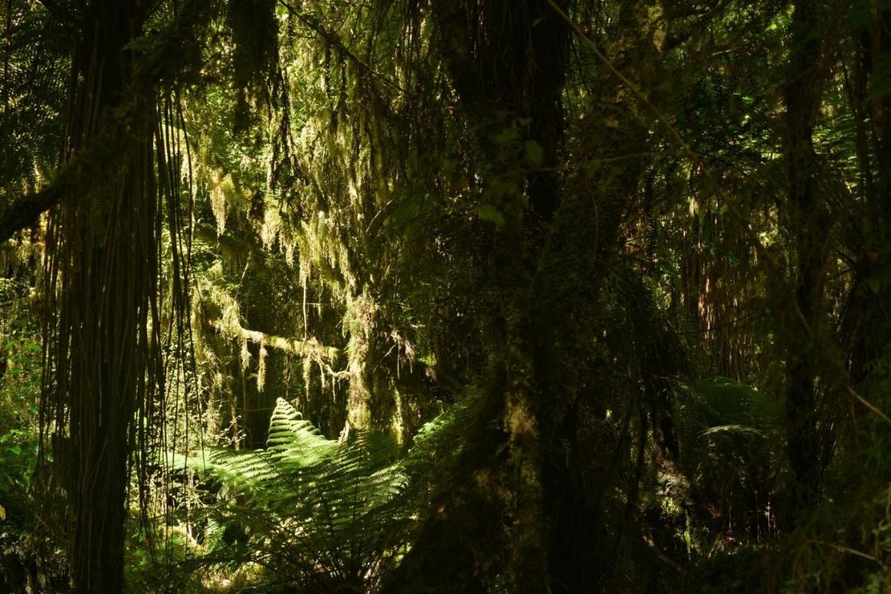 Wilderness Motel Accommodation Haast Bagian luar foto